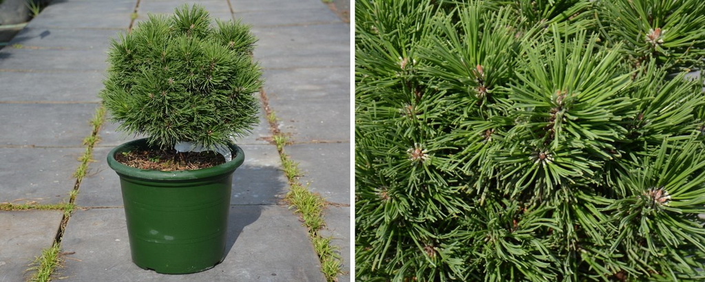 Pinus mugo `Gnom Findling`_С6.jpg